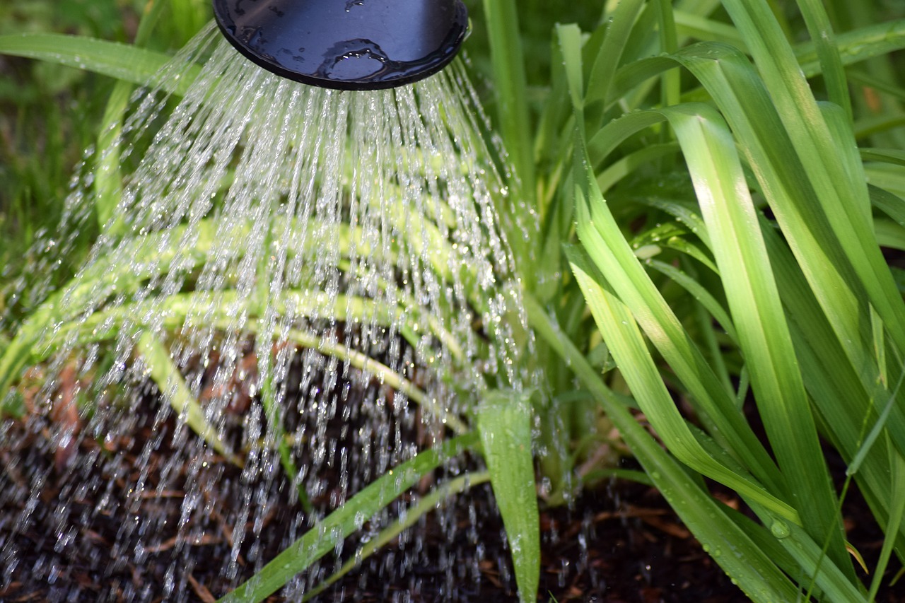 An overhead view of a watering can spout watering plants