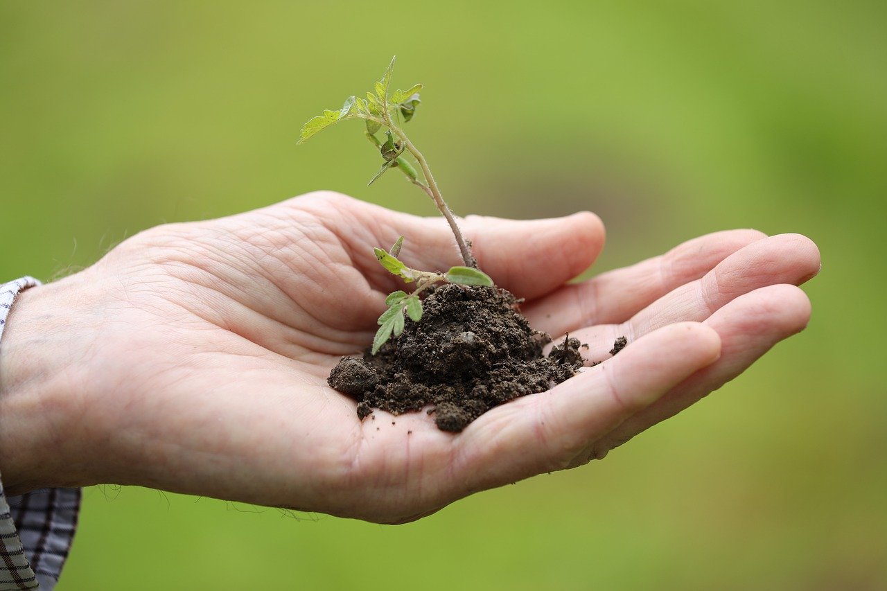 A hand holding soil with a sprout coming out of it